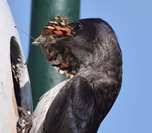 purple martin with butterfly