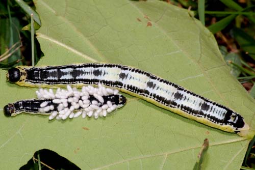 parasitized Catalpa caterpillars