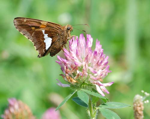 Silver-spotted skipper on clover