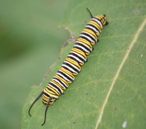 Monarch caterpillar  on milkweed