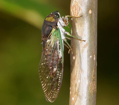 dog-day cicada