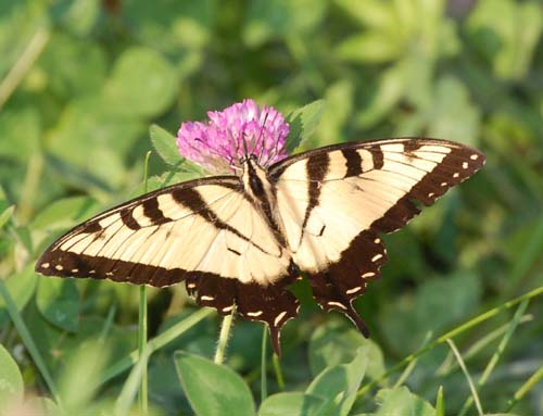 Eastern tiger swallowtail on clover