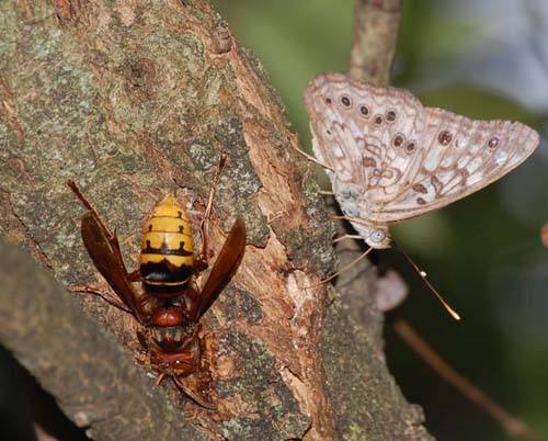 Eropean hornet and hackberry emperor