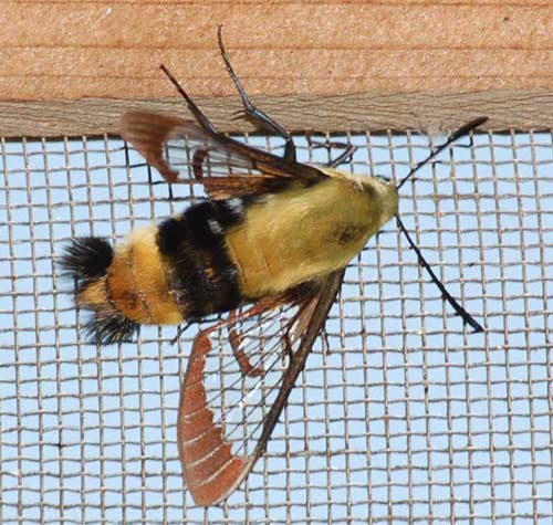 snowberry clearwing moth