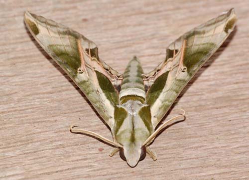 Pandorus sphinx moth