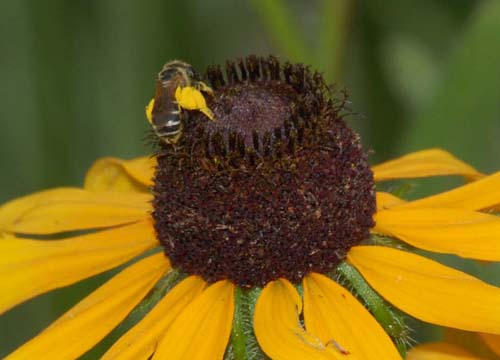 honey bee with full pollen baskets