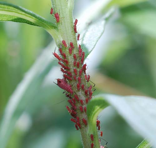 red goldenrod aphids