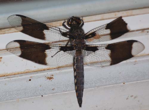 female common whitetail dragonfly