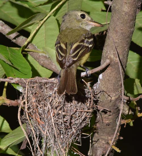 Acadian flycatcher on nest