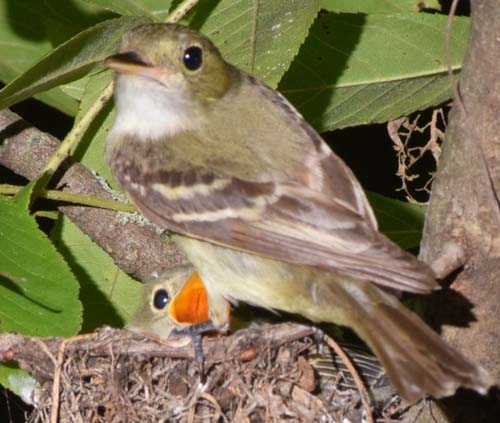 Acadian flycatcher at nest