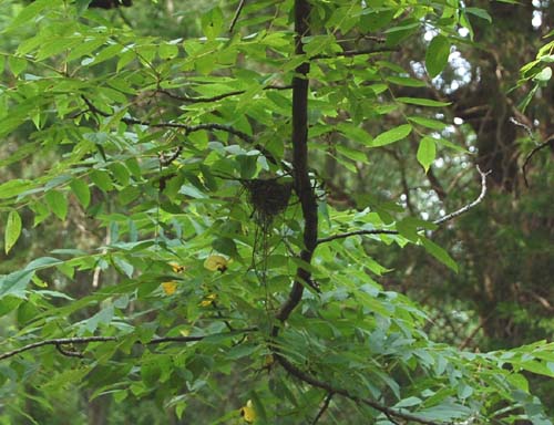 Nest streamers on Acadian flycatcher's nest