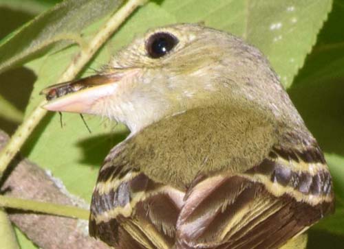 Acadian flycatcher with fly