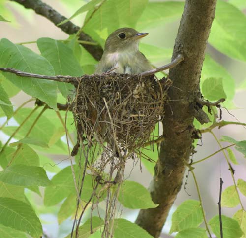 Acadian flycatcher nest streamers