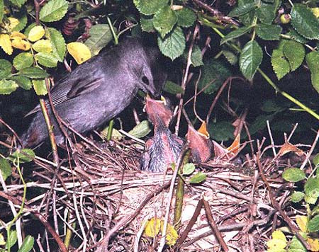 Gray catbird feeding young