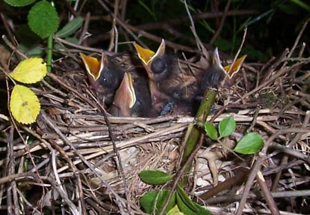 Four gray catbird nestlings