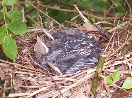 Gray catbird nestlings 