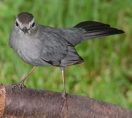 The gray catbird