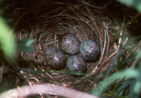 Mockingbird nest with 4 eggs