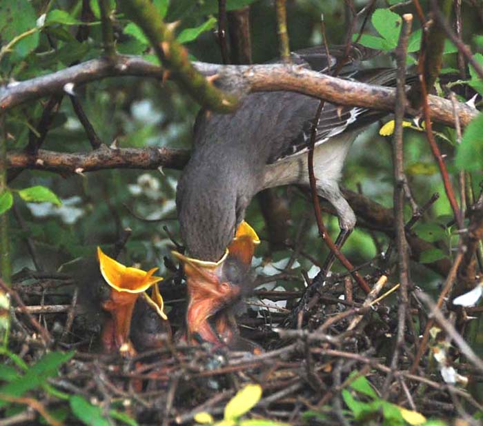 Mockingbird feeding young at nest