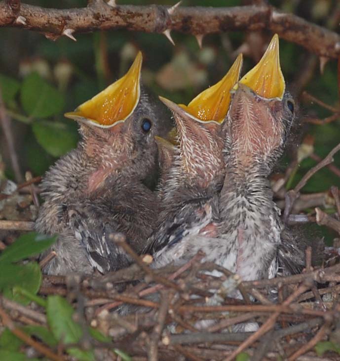 Mockingbird nestlings gaping