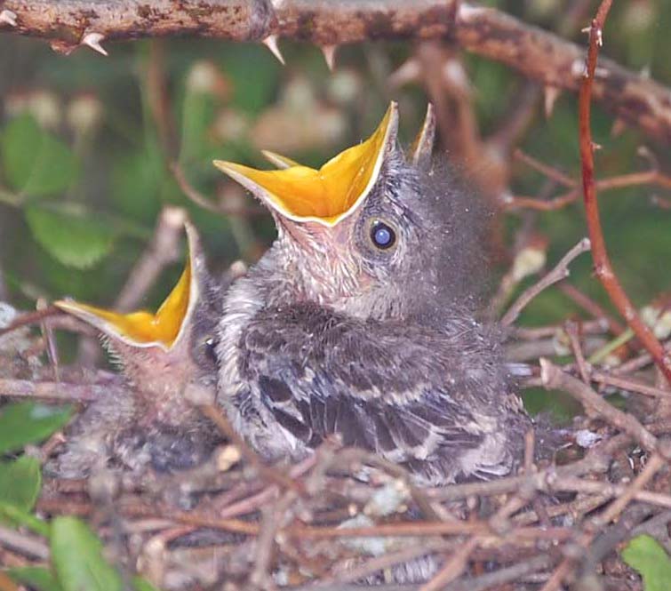 Mockingbird nestlings close up