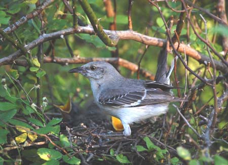 Adult mockingbird on nest