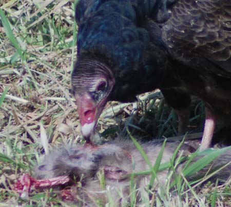 turkey vulture dining on groundhog