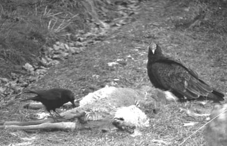 vulture and crow share deer carcass
