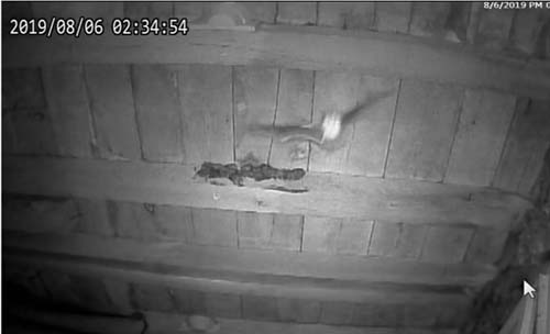 Big brown bats in their night roost in the barn swallow room