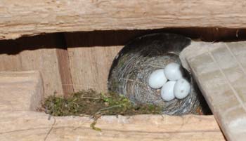 Eastern phoebe nest with 4 eggs