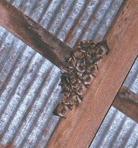 Big brown bats huddling for warmth near the peak of the barn roof on a chilly night