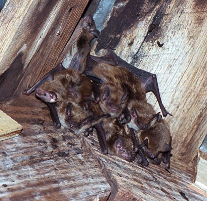 Big brown bats return to the interior of the barn