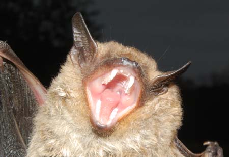 Big brown bat greeting me