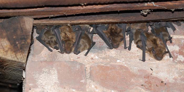 Big brown bats in our attic
