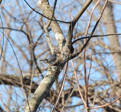 Blue-gray gnatcatcher building nest