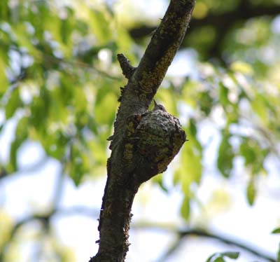 Female gnatcatcher on 3rd nest