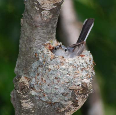 female blue-gray gnatcatcher incubating