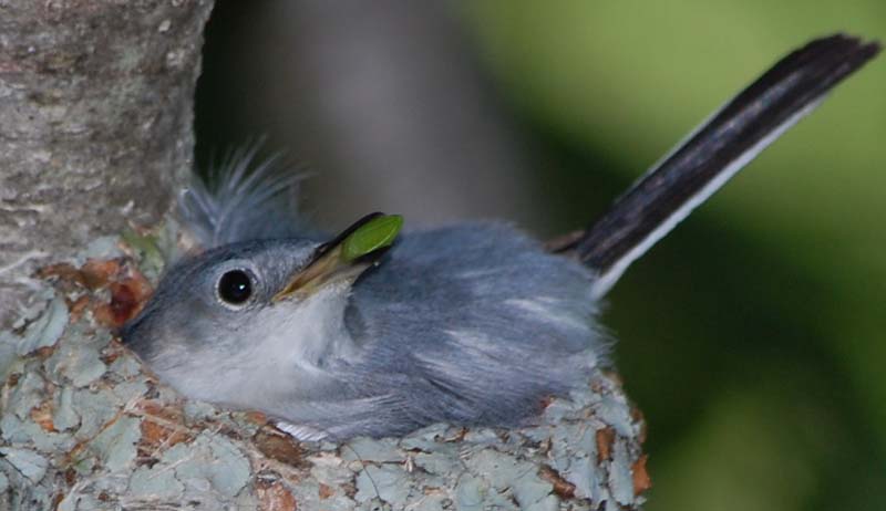 Incubating gnatcatcher with snack brought by male