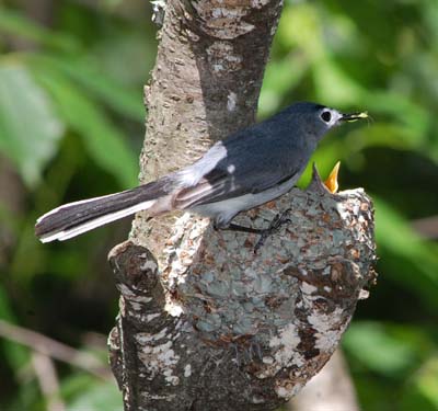 Blue-gray gnatcatcher feeding young