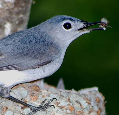 blue-gray gnatcatcher with prey at nest