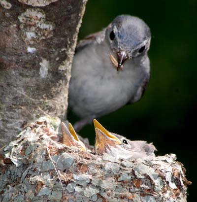 Blue-gray gnatcatcher feeding young