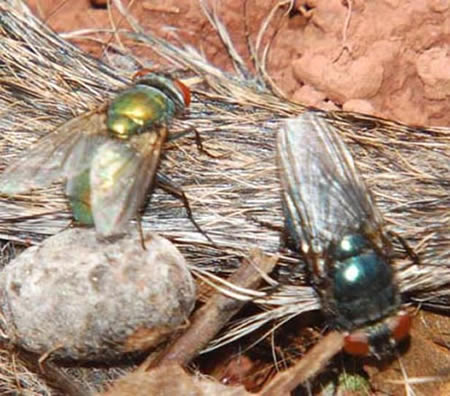 Both green and blue bot flies on a squirrel carcass