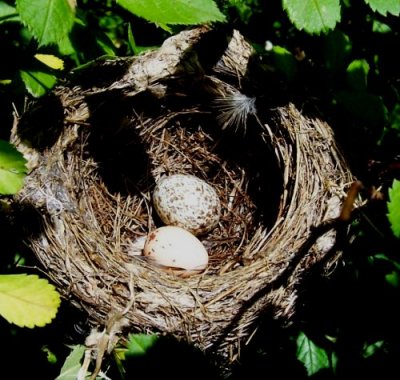 Willow flycatcher nest with one cowbird and one flycatcher egg