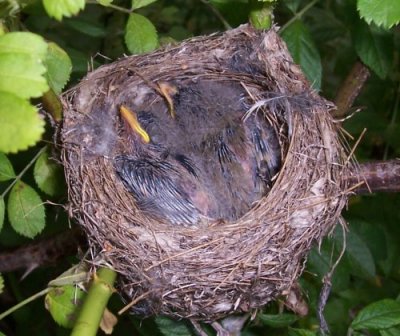 still older Willow flycatcher nestlings