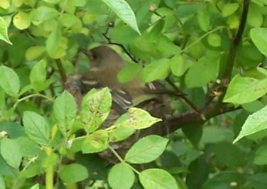 Well-camouflaged Eastern wood pewee on nest