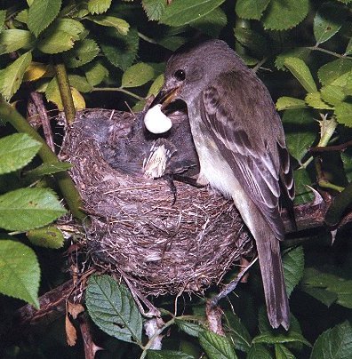 Eastern wood pewee collecting fecal sac at nest