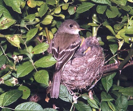 Willow flycatcher on nest