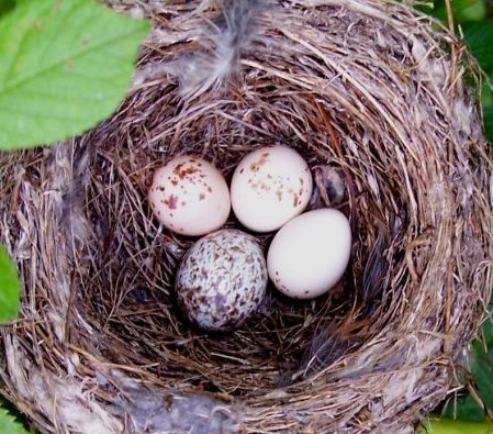 Eastern wood pewee nest with one cowbird and three pewee eggs