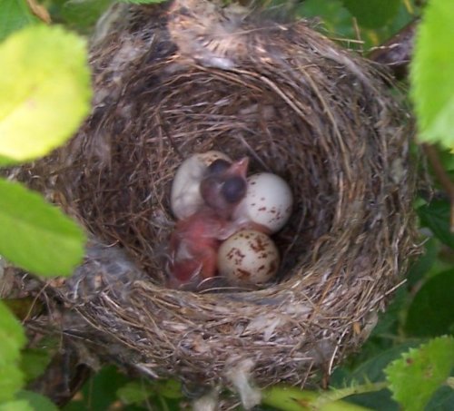 Newly hatched brown headed cowbird in Eastern wood pewee nest