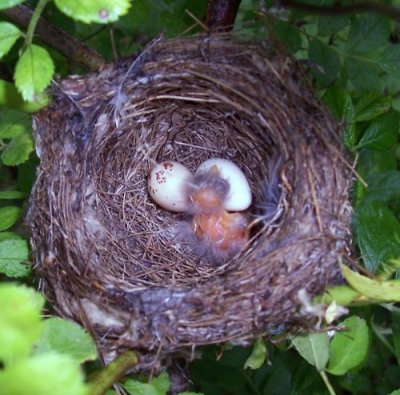Newly hatched Willow flycatcher